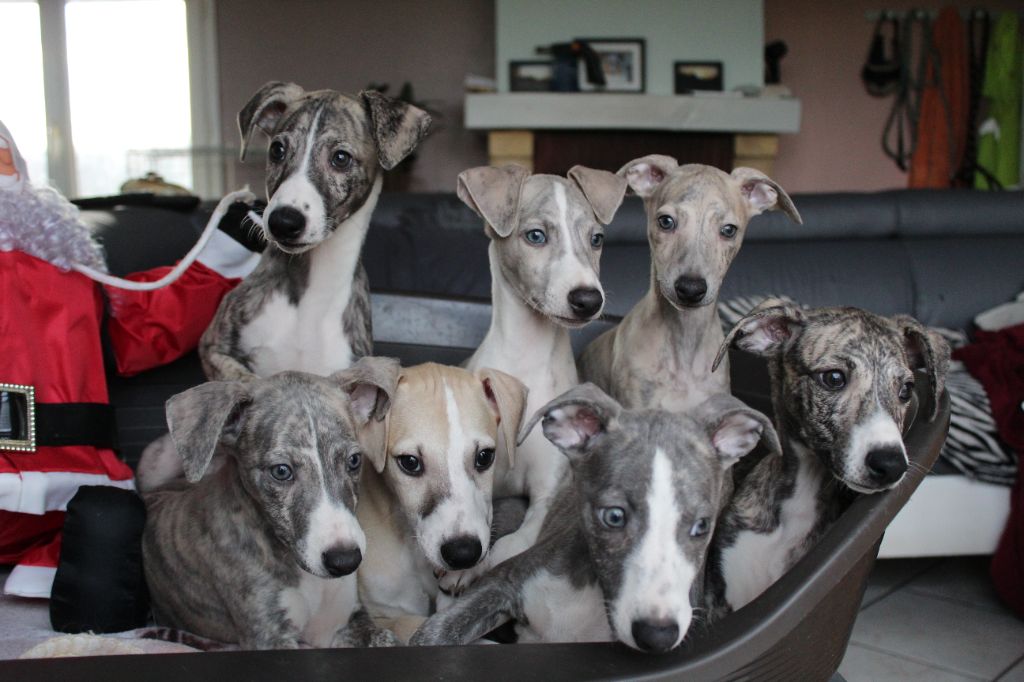 chiot Whippet Des Espoirs Sauvages